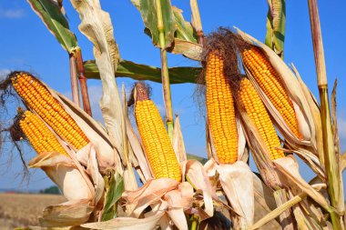 Close up view of ripe corn cobs in a field 
