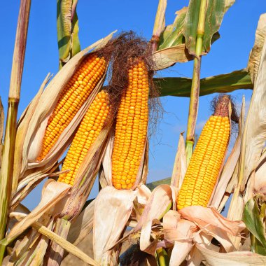Close up view of ripe corn cobs in a field 