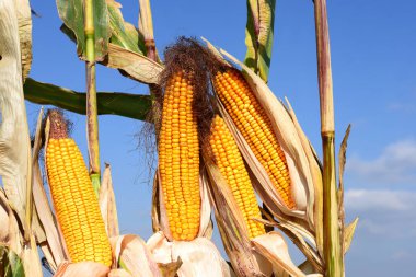 Close up view of ripe corn cobs in a field 