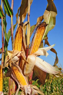 Close up view of ripe corn cobs in a field 