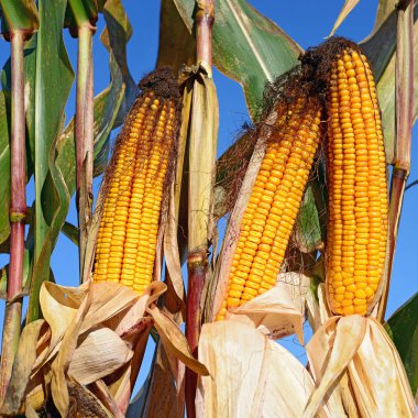 Close up view of ripe corn cobs in a field 