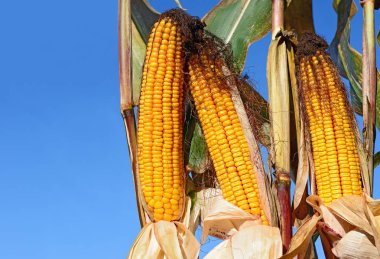 Bir tarladaki olgun mısır koçanlarının yakın görüntüsü 