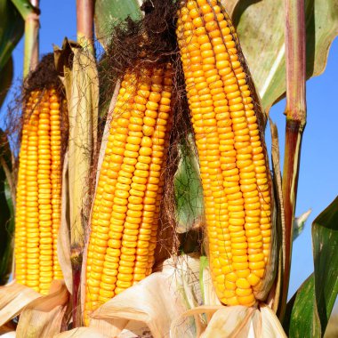 Bir tarladaki olgun mısır koçanlarının yakın görüntüsü 