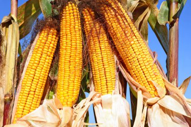 Close up view of ripe corn cobs in a field 