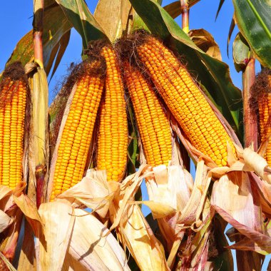 Close up view of ripe corn cobs in a field 