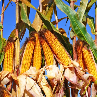 Close up view of ripe corn cobs in a field 