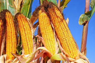 Close up view of ripe corn cobs in a field 