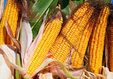 Close up view of ripe corn cobs in a field 