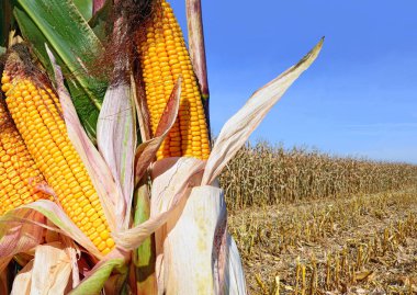 Close up view of ripe corn cobs in a field 