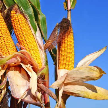 Close up view of ripe corn cobs in a field 