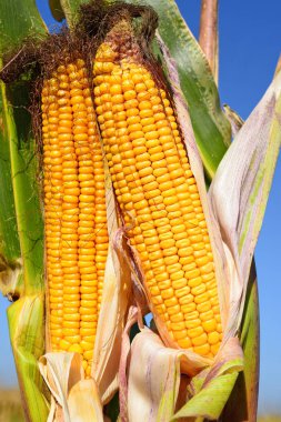 Close up view of ripe corn cobs in a field 