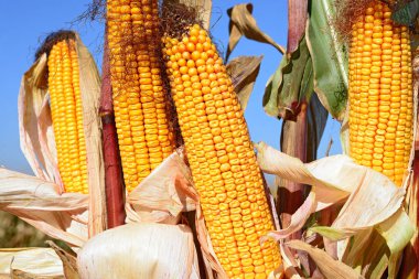 Close up view of ripe corn cobs in a field 