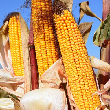 Close up view of ripe corn cobs in a field 