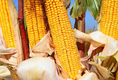 Close up view of ripe corn cobs in a field 