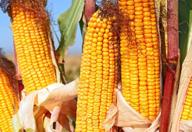 Close up view of ripe corn cobs in a field 