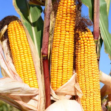 Close up view of ripe corn cobs in a field 