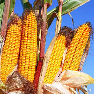Bir tarladaki olgun mısır koçanlarının yakın görüntüsü 