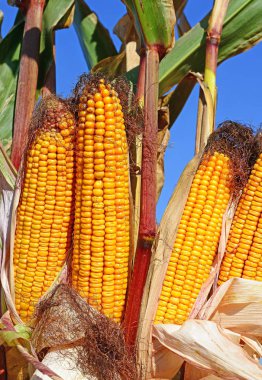 Close up view of ripe corn cobs in a field 