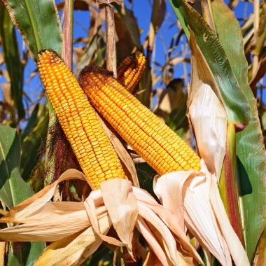 Close up view of ripe corn cobs in a field 