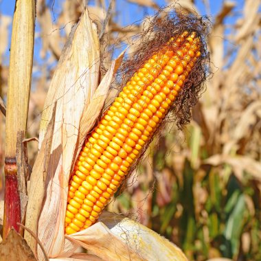 Close up view of ripe corn cobs in a field 