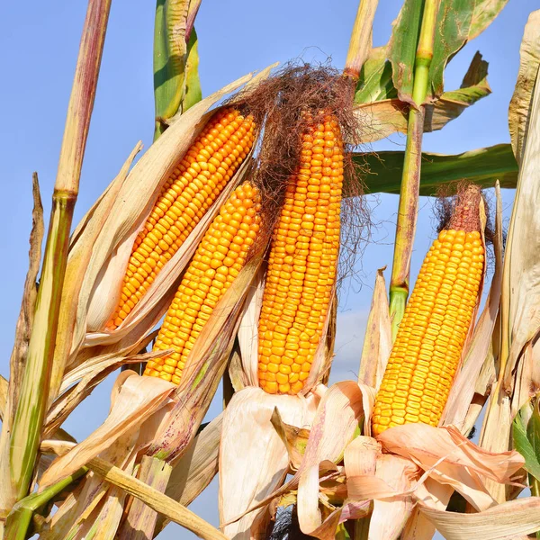 Close View Ripe Corn Cobs Field — Photo