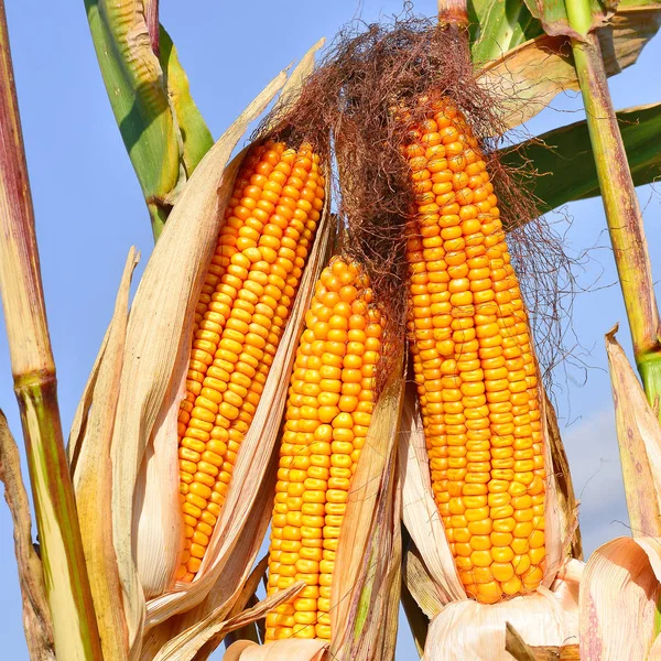 Close View Ripe Corn Cobs Field — Stok Foto