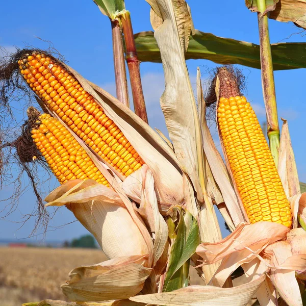 Close View Ripe Corn Cobs Field — ストック写真