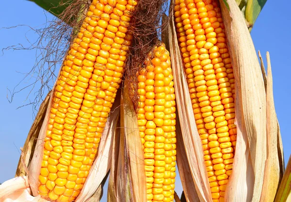 Close View Ripe Corn Cobs Field — Stockfoto