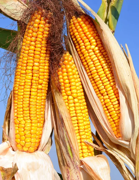 Close View Ripe Corn Cobs Field — Stok Foto
