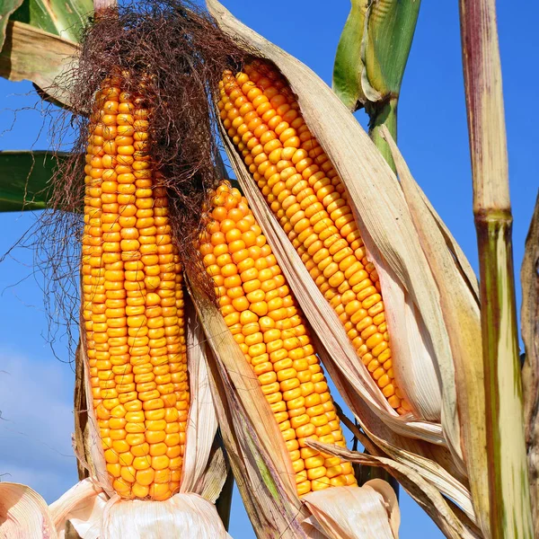 Close View Ripe Corn Cobs Field — Foto de Stock