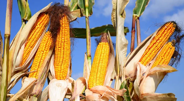 Close View Ripe Corn Cobs Field — ストック写真