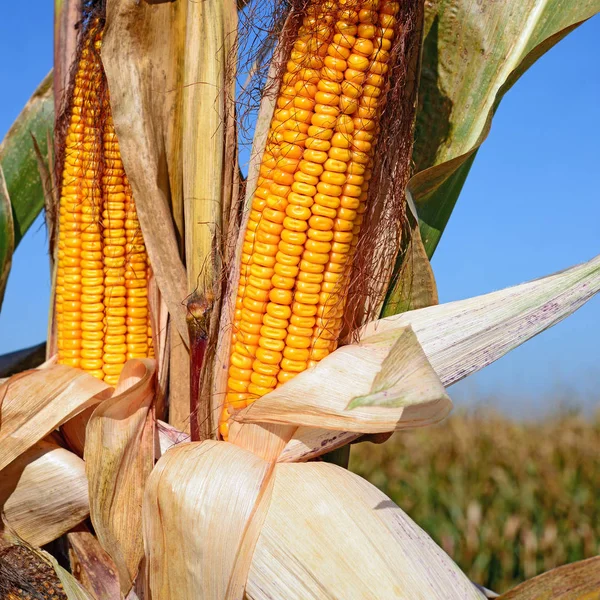 Close View Ripe Corn Cobs Field — Fotografia de Stock