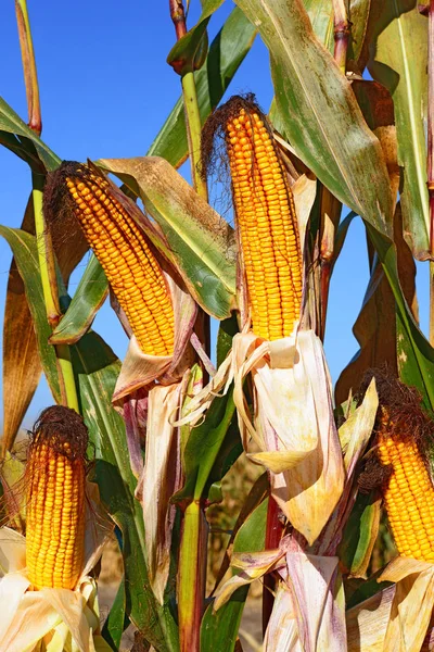 Close View Ripe Corn Cobs Field — Foto de Stock