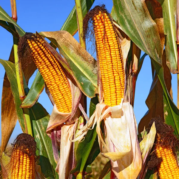 Close View Ripe Corn Cobs Field — Stockfoto