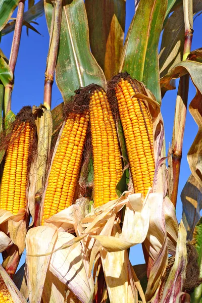 Close View Ripe Corn Cobs Field — Stockfoto