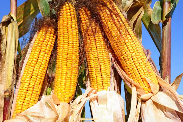 Nahaufnahme Von Reifen Maiskolben Auf Einem Feld — Stockfoto