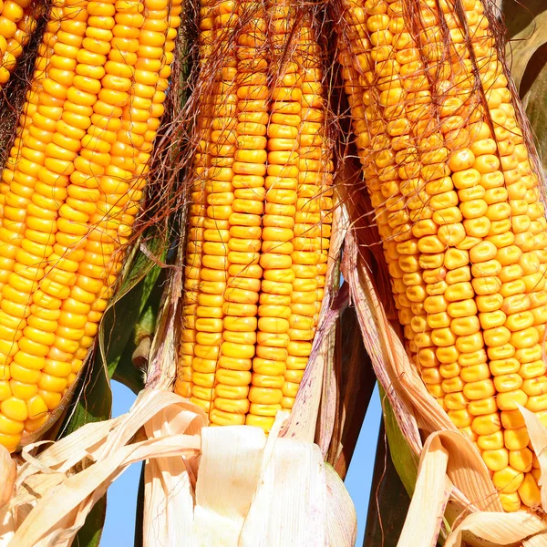 Close View Ripe Corn Cobs Field — 图库照片