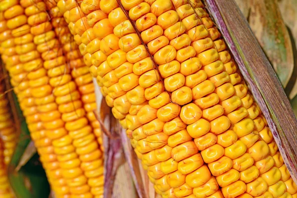 Close View Ripe Corn Cobs —  Fotos de Stock