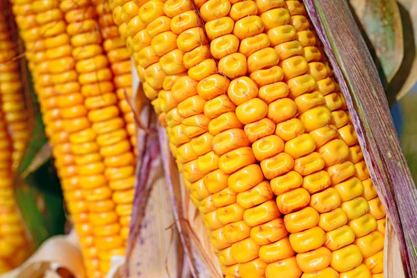 Close View Ripe Corn Cobs —  Fotos de Stock