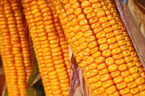 Close View Ripe Corn Cobs —  Fotos de Stock