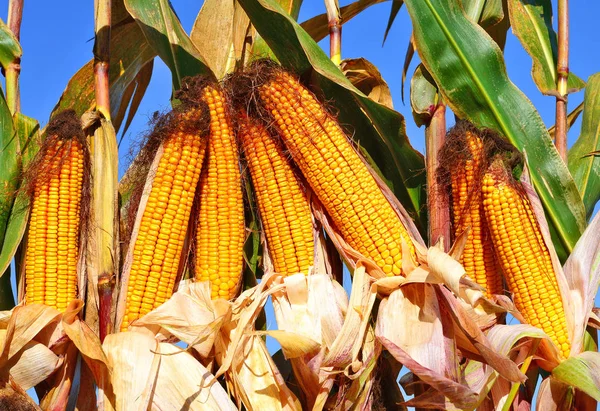 Nahaufnahme Von Reifen Maiskolben Auf Einem Feld — Stockfoto