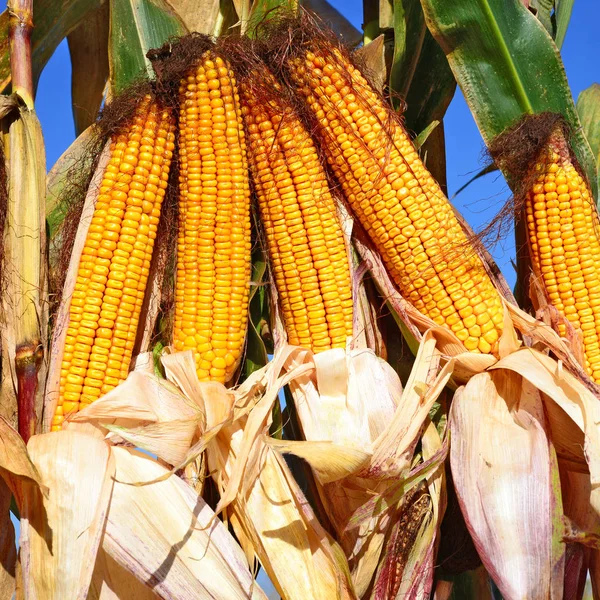 Close View Ripe Corn Cobs Field — Foto de Stock