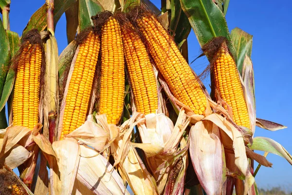 Close View Ripe Corn Cobs Field — Foto de Stock