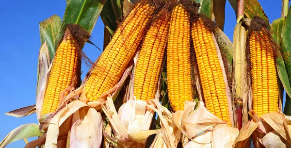 Close View Ripe Corn Cobs Field — ストック写真