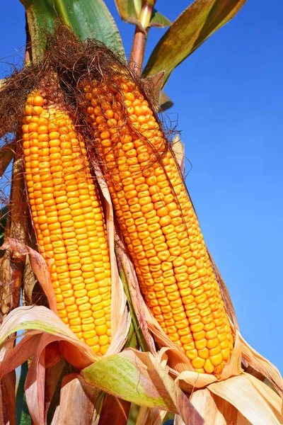 Nahaufnahme Von Reifen Maiskolben Auf Einem Feld — Stockfoto