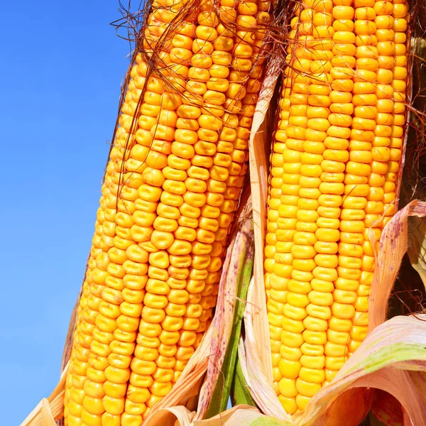 Close View Ripe Corn Cobs Field — Stok fotoğraf
