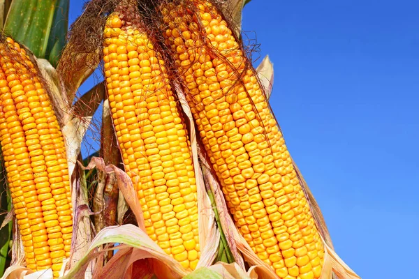 Close View Ripe Corn Cobs Field — Fotografia de Stock