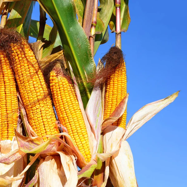 Close View Ripe Corn Cobs Field — Foto de Stock