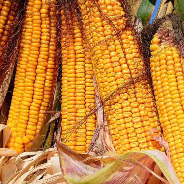 Close View Ripe Corn Cobs Field — 图库照片