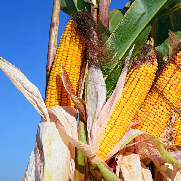 Close View Ripe Corn Cobs Field — Stok fotoğraf